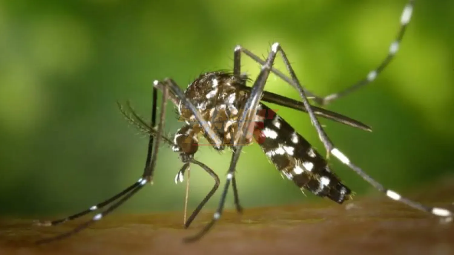 Proyección epidemiológica: Brotes de dengue y chikungunya al acecho