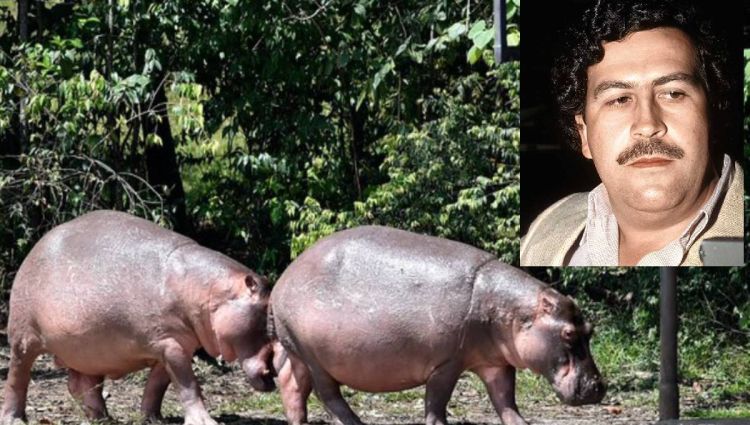 Colombia declara especie invasora a los hipopótamos de Pablo Escobar
