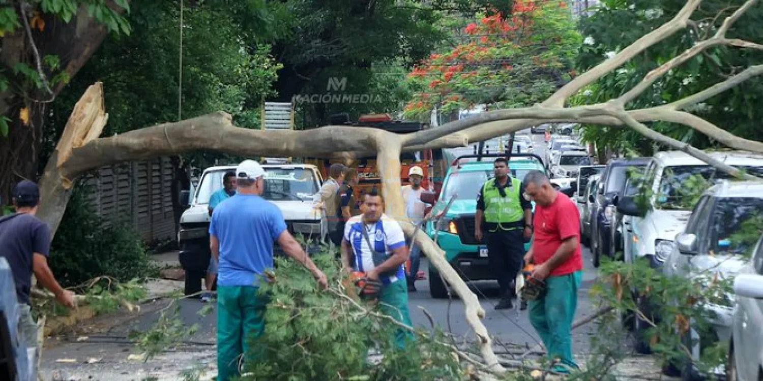 Conductor chocó contra una rama y árbol cayó sobre dos vehículos