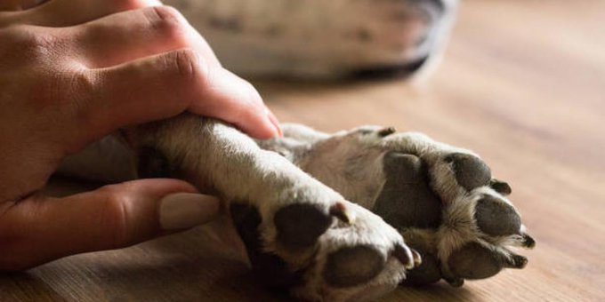 Reportan envenenamiento masivo de perros y gatos en Canindeyú