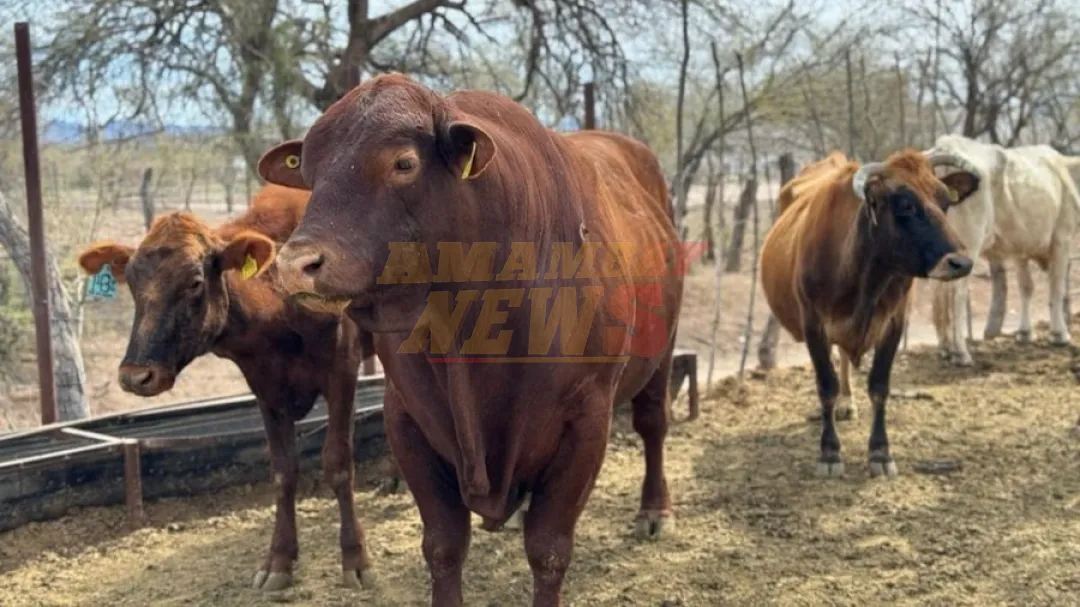 EU suspende inmediatamente la importación de ganado desde México por la rápida propagación del gusano barrenador