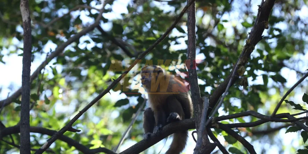 El zoológico abrirá en horario normal esta Semana Santa