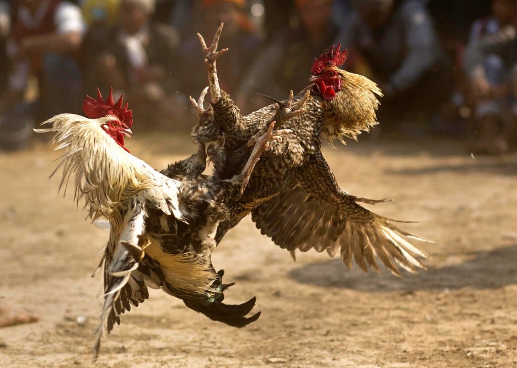 Allanan criadero clandestino de gallos presumiblemente para usarlos en riñas