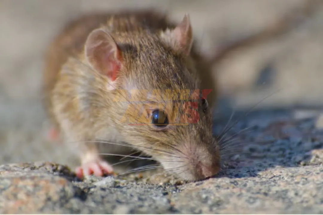 Fallecimiento por hantavirus en Bariloche: 24 personas en aislamiento