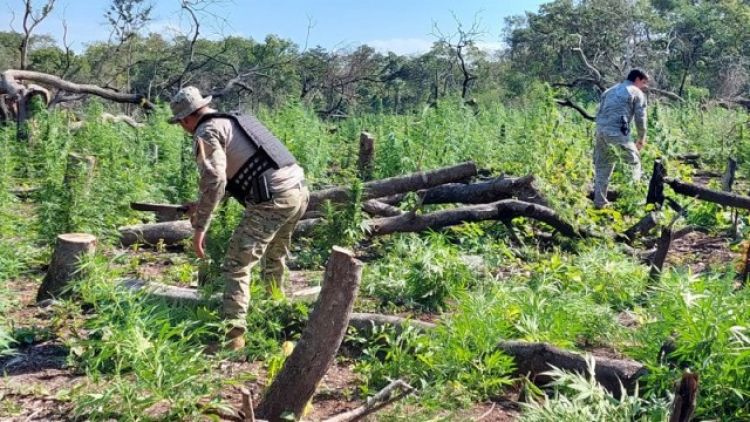 SENAD destruye más de 16 toneladas de marihuana en Bella Vista Norte, Amambay