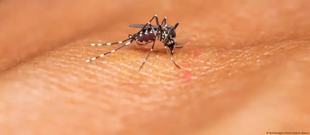 La malaria causó 597.000 muertes globales en 2023