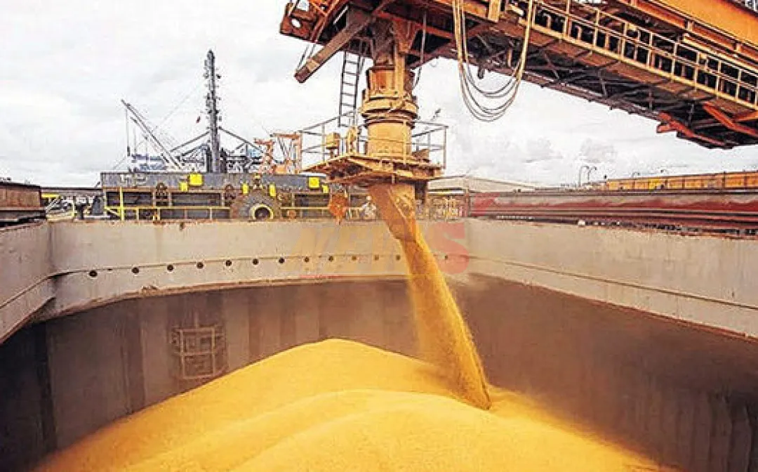 Boom del maíz: Paraguay gana US$ 15 millones más por alta demanda de Brasil