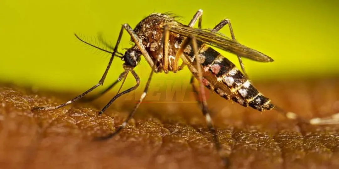 Aumentan las notificaciones de dengue, aunque con baja circulación del virus