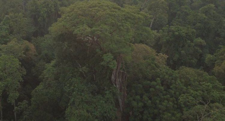 Yvyra Pytã de 40 metros es el ganador de Colosos de la Tierra 2020