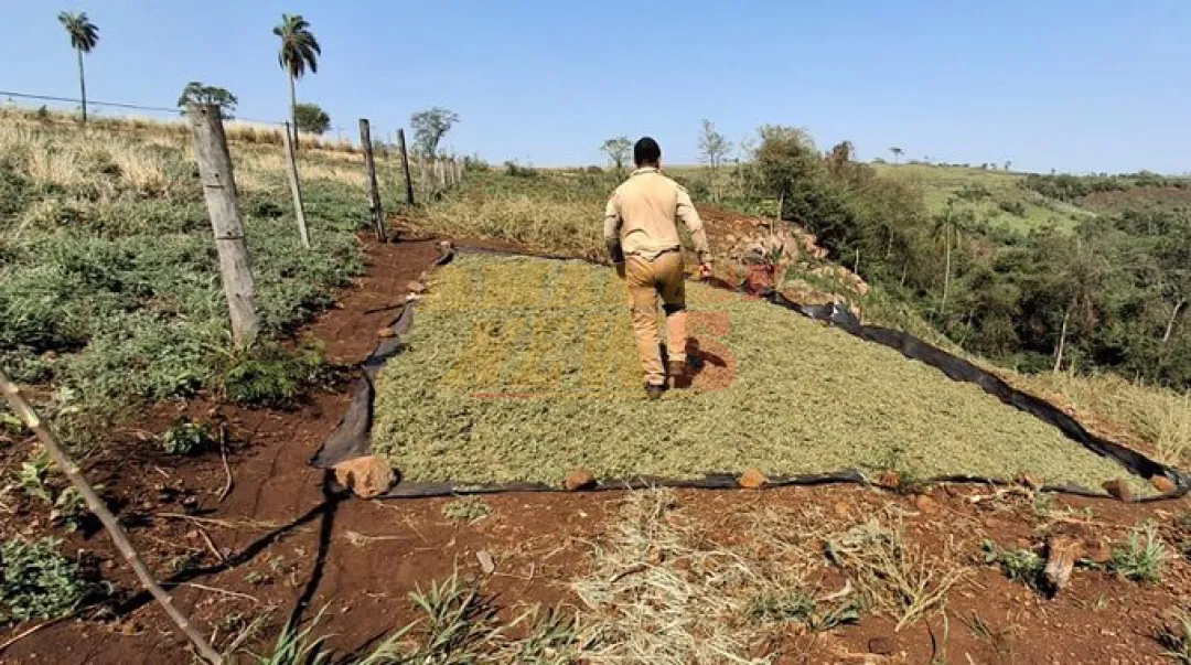 Desmantelan red de producción de marihuana en Amambay