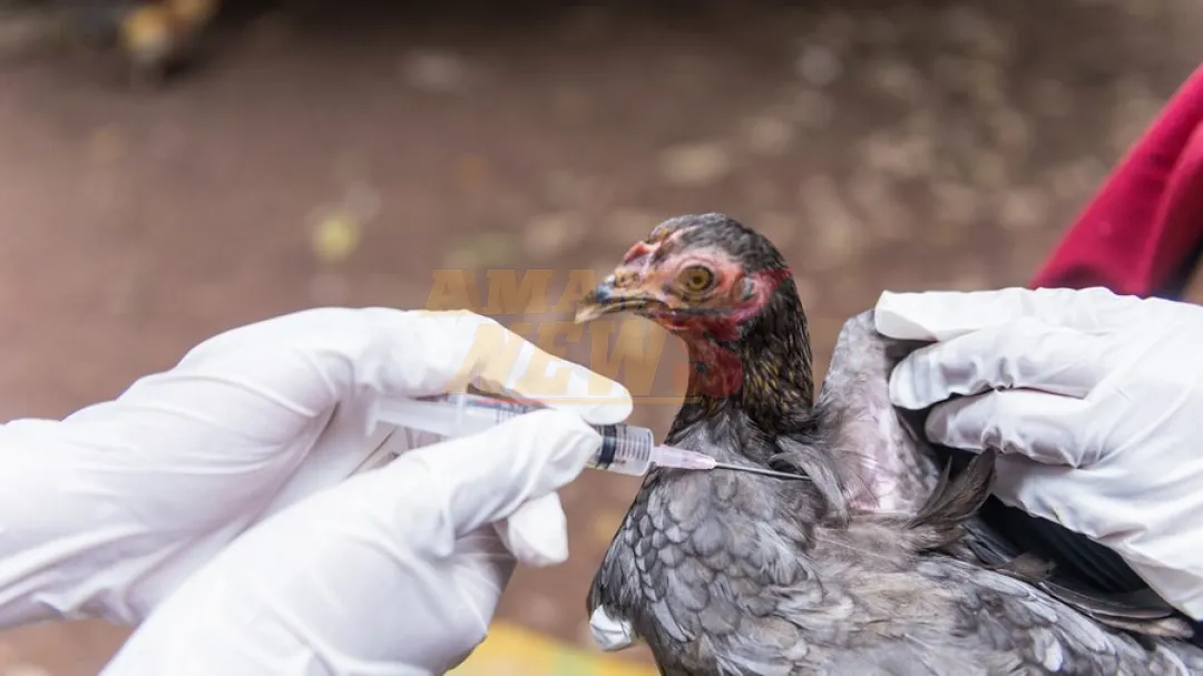 Paraguay activa alerta máxima ante riesgo de gripe aviar desde Brasil