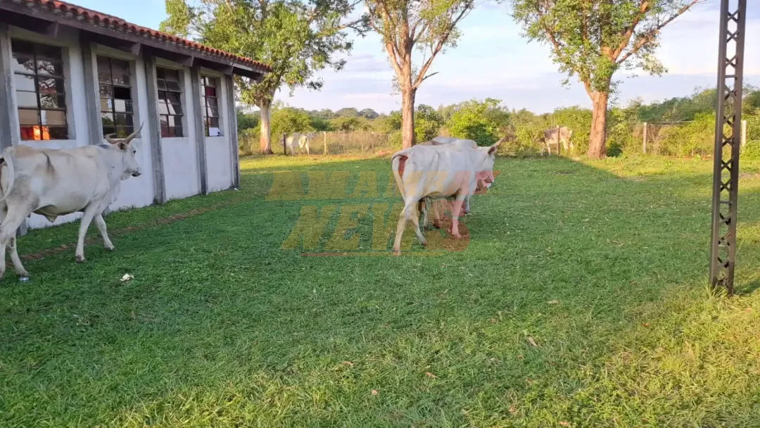 Video: Bueyes ingresan a una escuela, atacan y dejan varios niños heridos