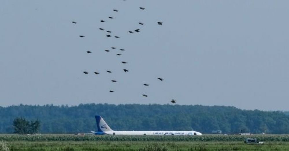 Avión aterriza de emergencia en un campo de maíz en Rusia