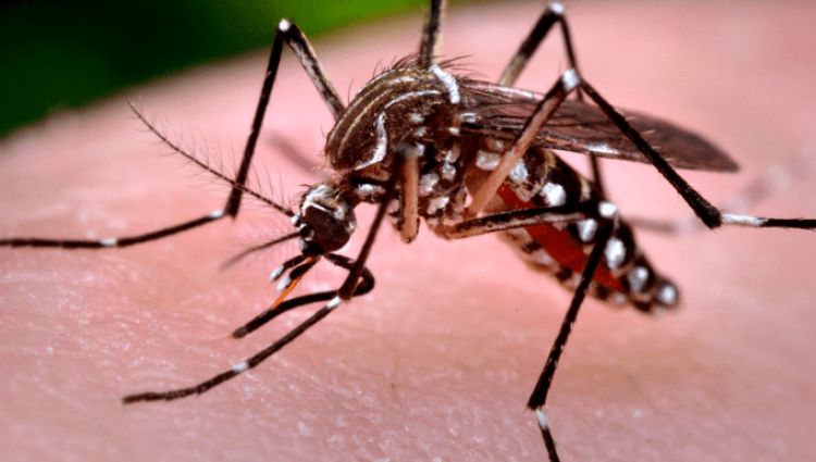 Arbovirosis: situación epidemiológica controlada