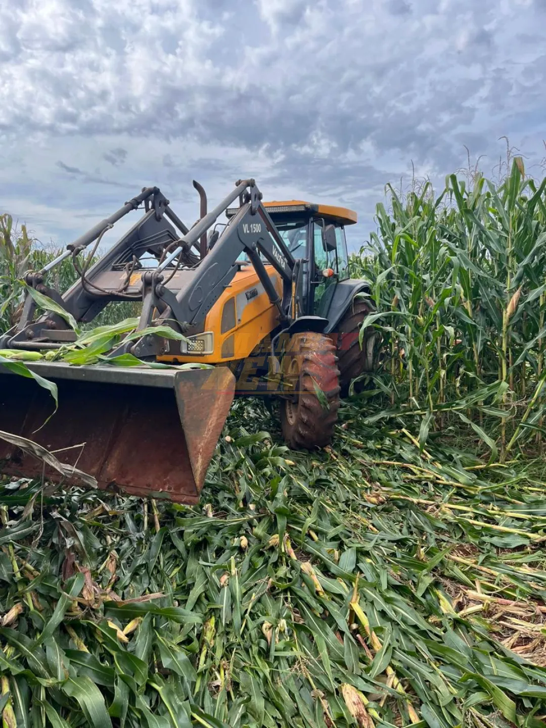 Destruyen parcela de maíz genéticamente modificado en Canindeyú por violar ley ambiental