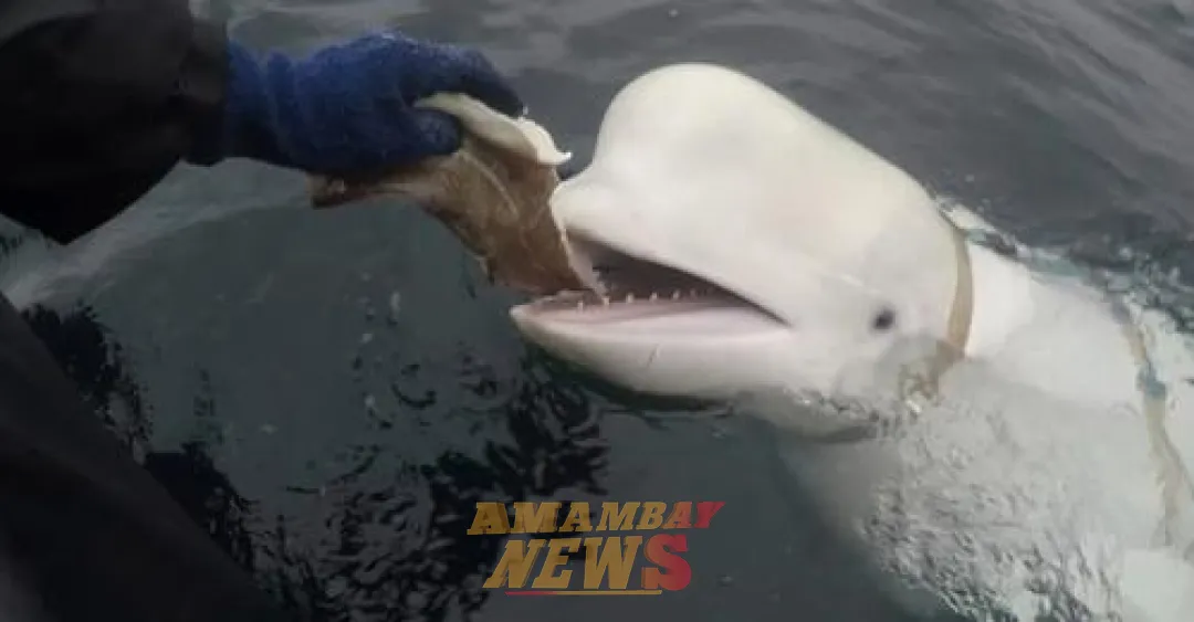La ballena "espía rusa" podría haber muerto tras recibir disparos, según grupos defensores de los animales