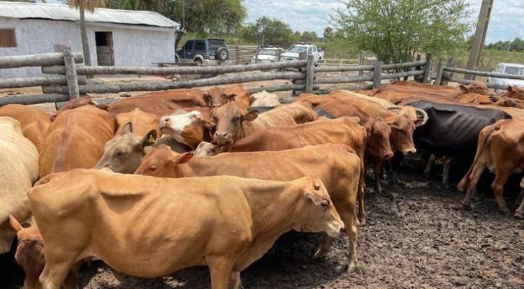 Pillan vacas que fueron ingresadas de contrabando al país