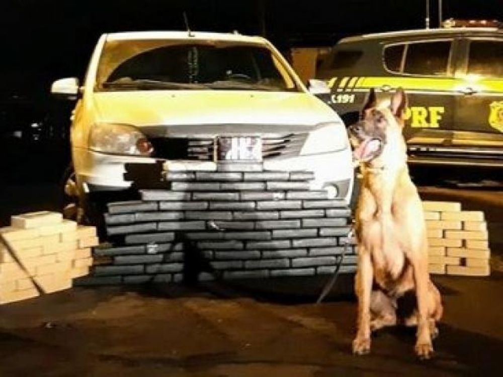Com cães farejadores, PRF acha 106 kg de cocaína em fundo falso de carro