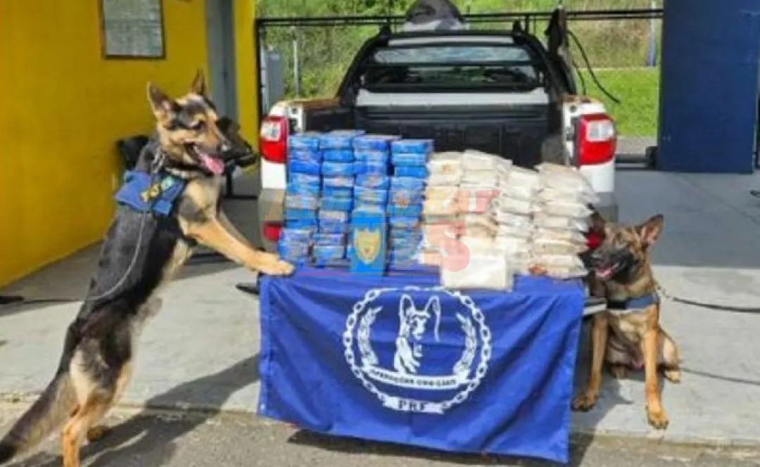 SENAD detuvo a líderes de una organización criminal que operaba en el narcotráfico entre Paraguay y Brasil