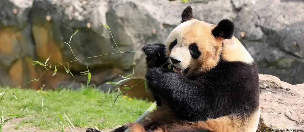 Único panda nacido en Francia dijo adiós y vivirá en China