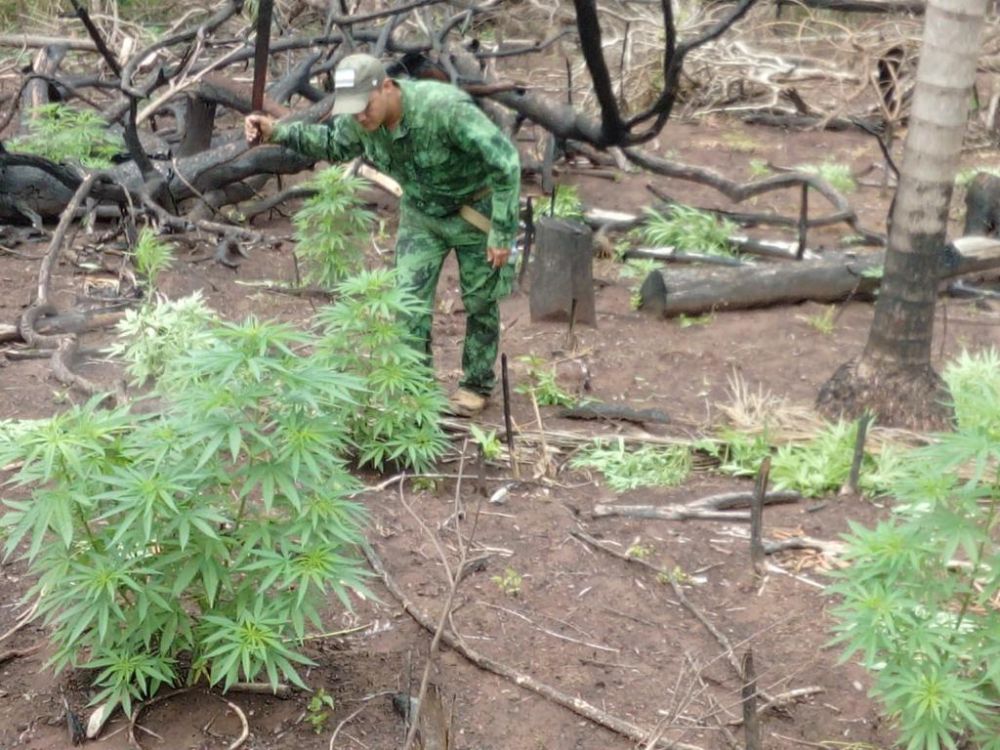 Senad elimina producción de 18 toneladas de marihuana en Amambay