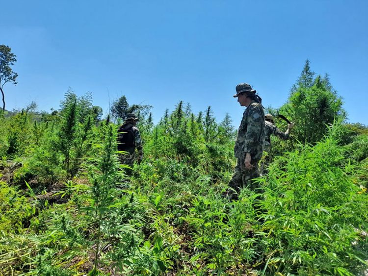 Mediante operativo Nueva Alianza XXIV se destruyeron 1.202 toneladas de marihuana