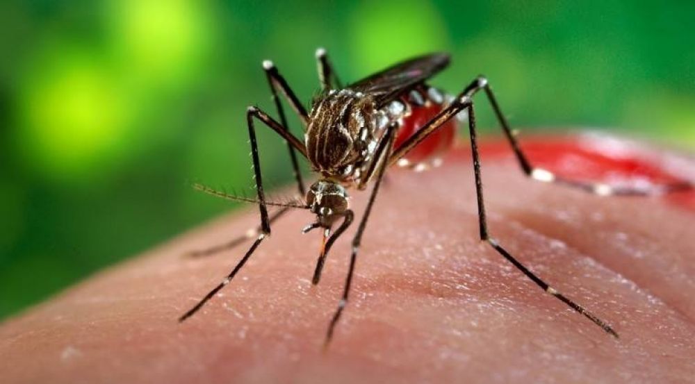 La epidemia podría ser peor que la del 2013