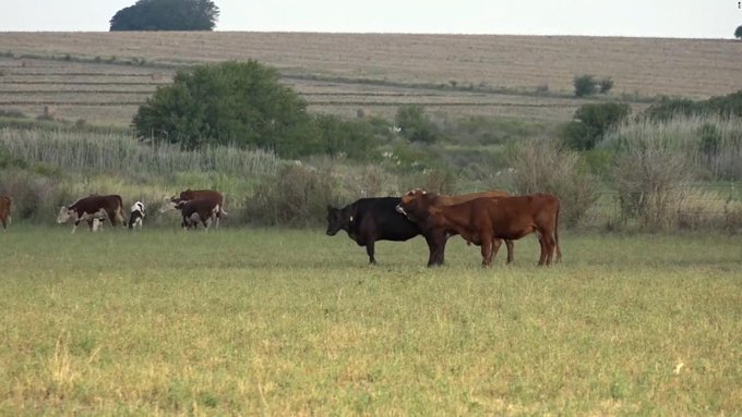 Argentina, el país pierde millones de dólares por la falta de lluvias en el campo