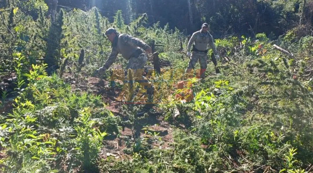Anulan 7 hectáreas de marihuana en Yby Yaú