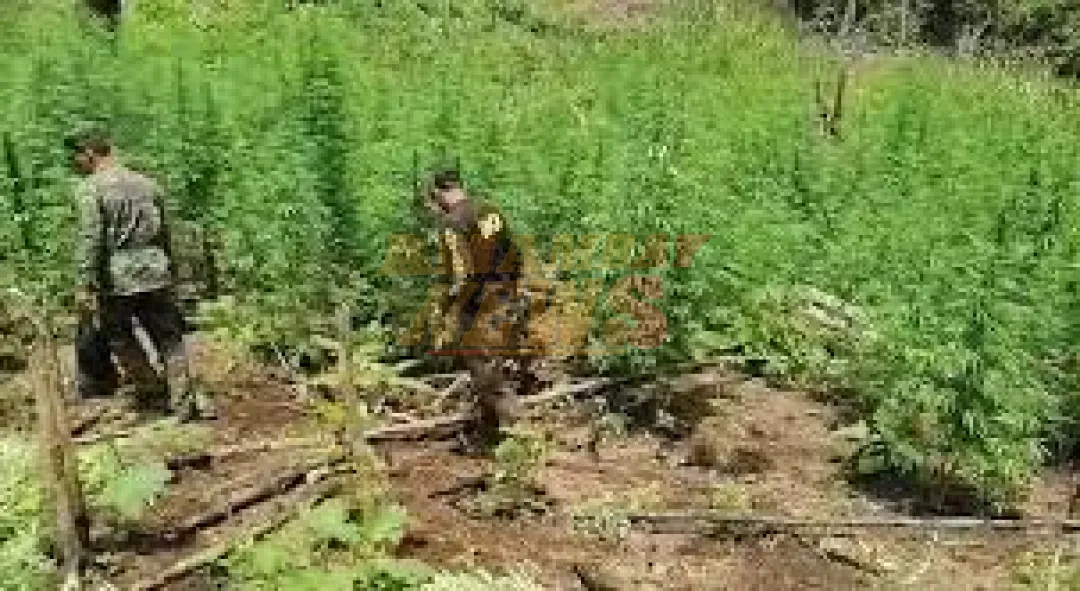 Anulan 859 toneladas de marihuana en operativo binacional