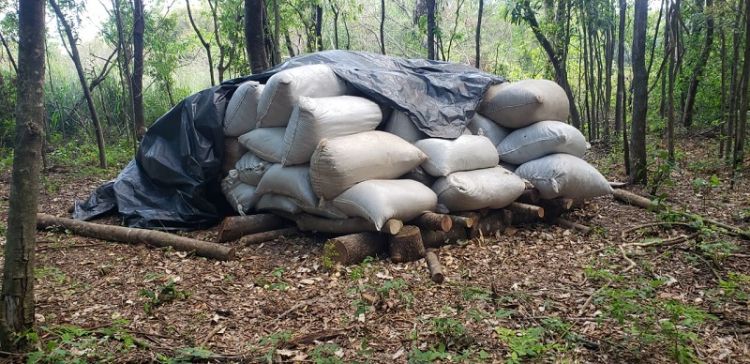 Anulan más de 350 toneladas de marihuana en 5 días de operativos en Amambay