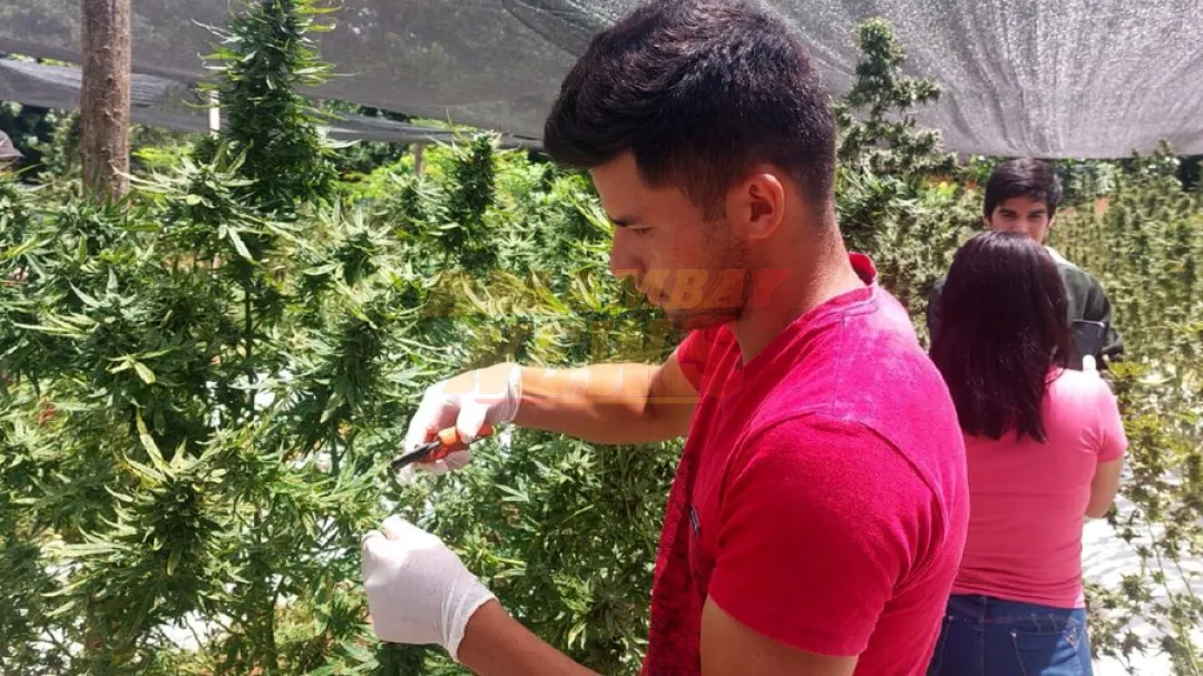 Cannabis sin límites de THC podría doblar recaudación del país