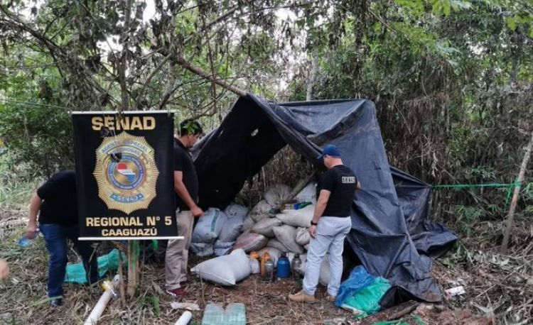 Incautan más de 1.000 kilos de marihuana tras operativo conjunto