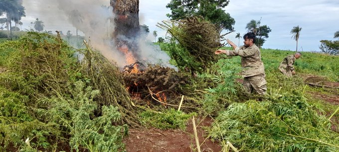 En 13 días eliminan más de un millón de toneladas de marihuana en Amambay