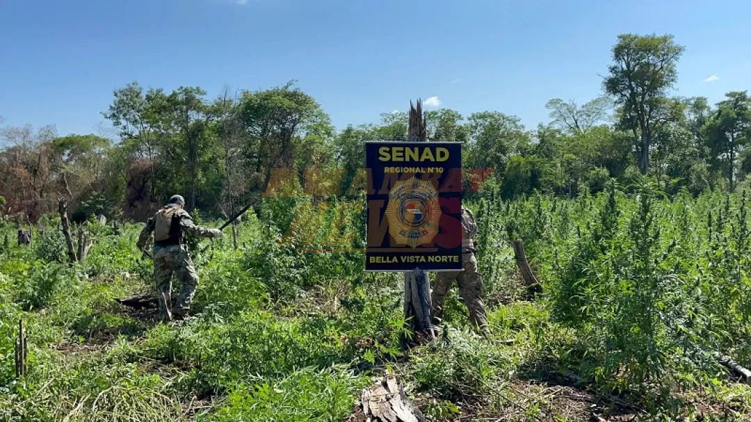 En 2 días anularon 218 toneladas de Marihuana en Amambay
