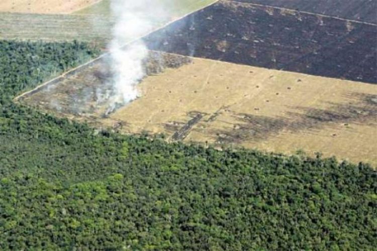 Senado aprueba la extensión de la Ley de Deforestación Cero por 10 años