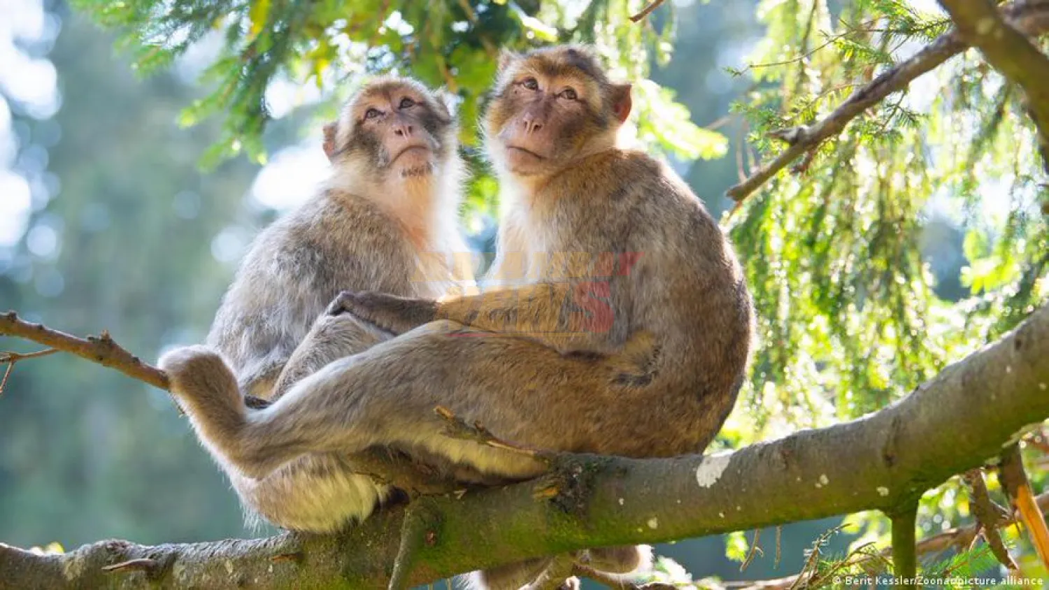 Homosexualidad en primates: influida por el medio ambiente