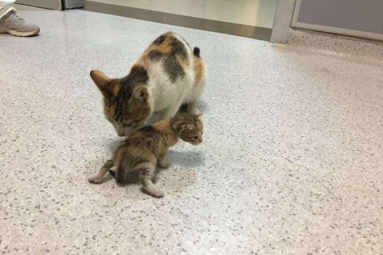 Viral: una gata llevó a su cría hasta un hospital en busca de ayuda
