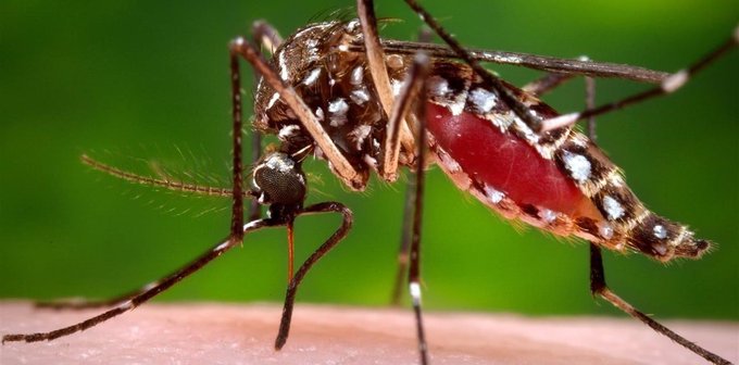 Argentina confirma más de 28.000 casos de dengue y más de 900 de chikungunya