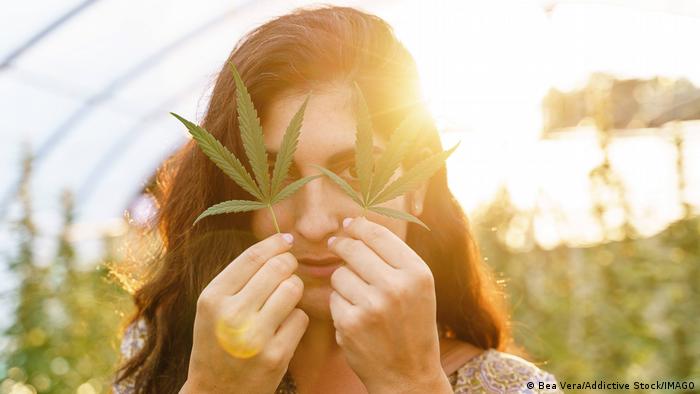 Alemania planea legalizar el consumo de cannabis, con límites