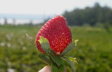 Inicia cosecha de frutilla con producción de calidad y expectativa de buenas ventas