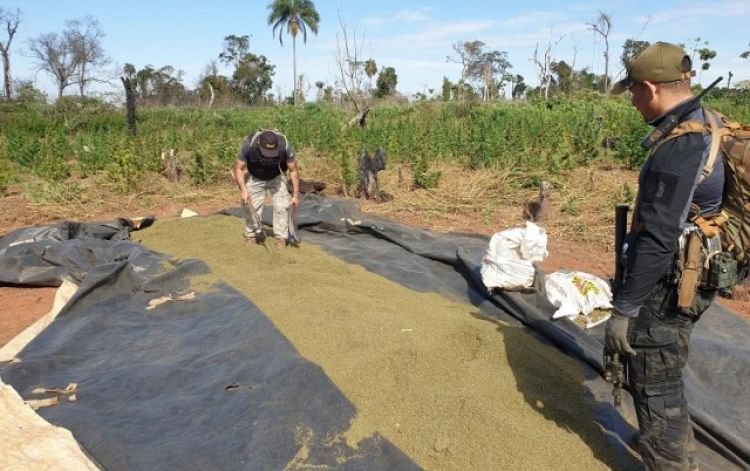 Anulan redes de narcocampamentos en Alto Paraná