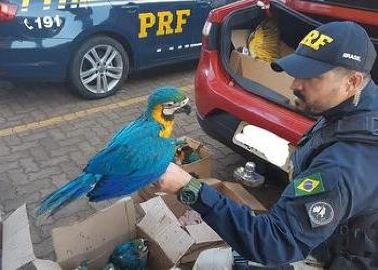 Crisis económica por la pandemia causa aumento del tráfico de vida silvestre en Brasil