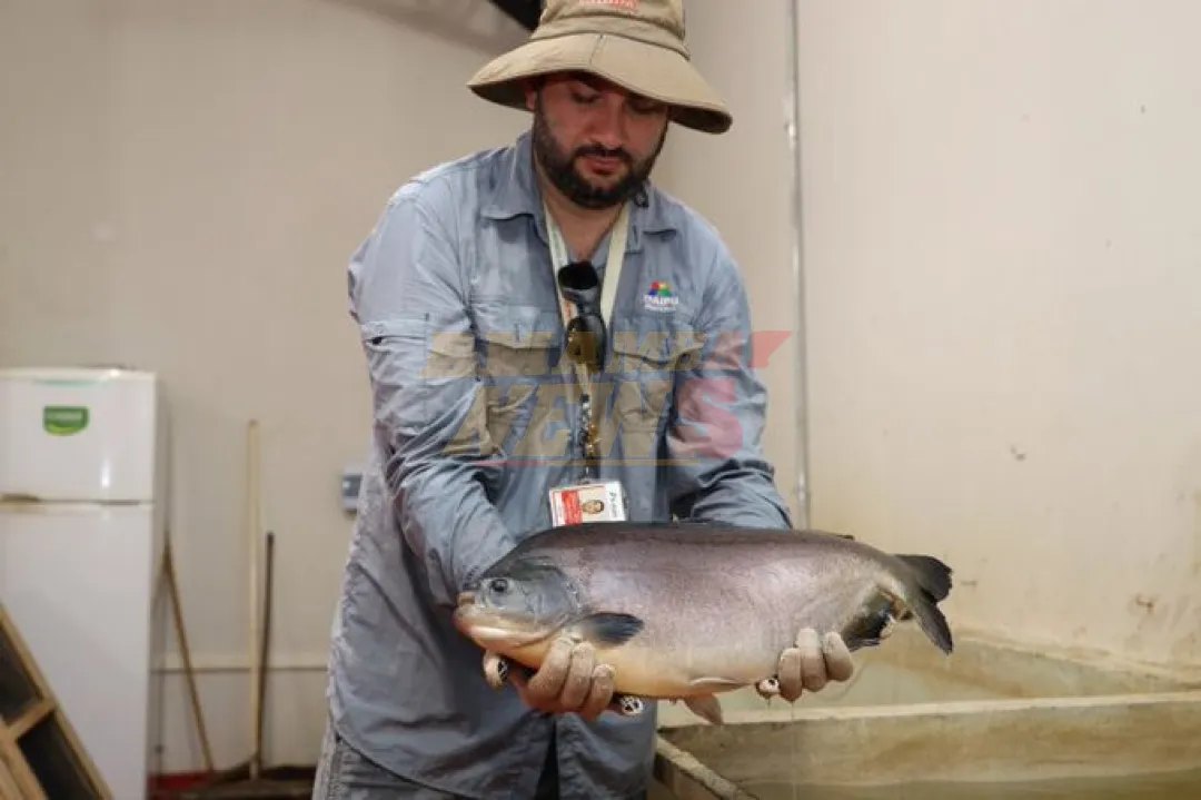 Itaipu inicia temporada de reproducción de peces para fortalecer fauna íctica