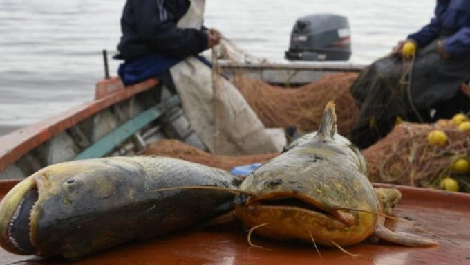 Mañana empieza veda pesquera en el lado brasilero del río Paraná