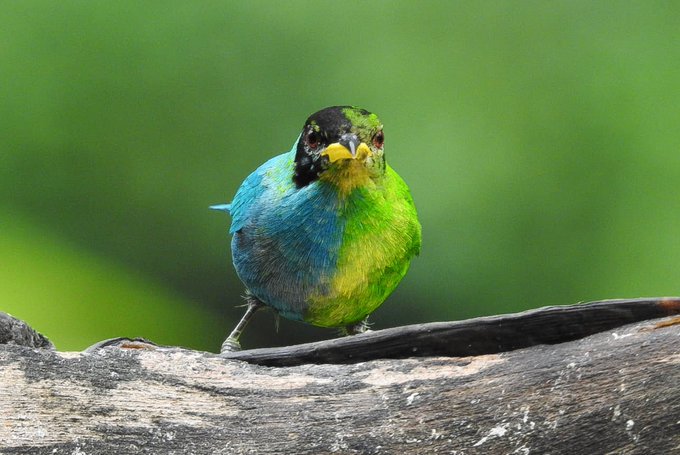 Mitad macho, mitad hembra: El extraño pájaro avistado en Colombia