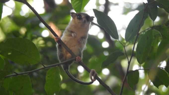 Segundo registro de Marmosa rapposa en el Parque Nacional Cerro Corá