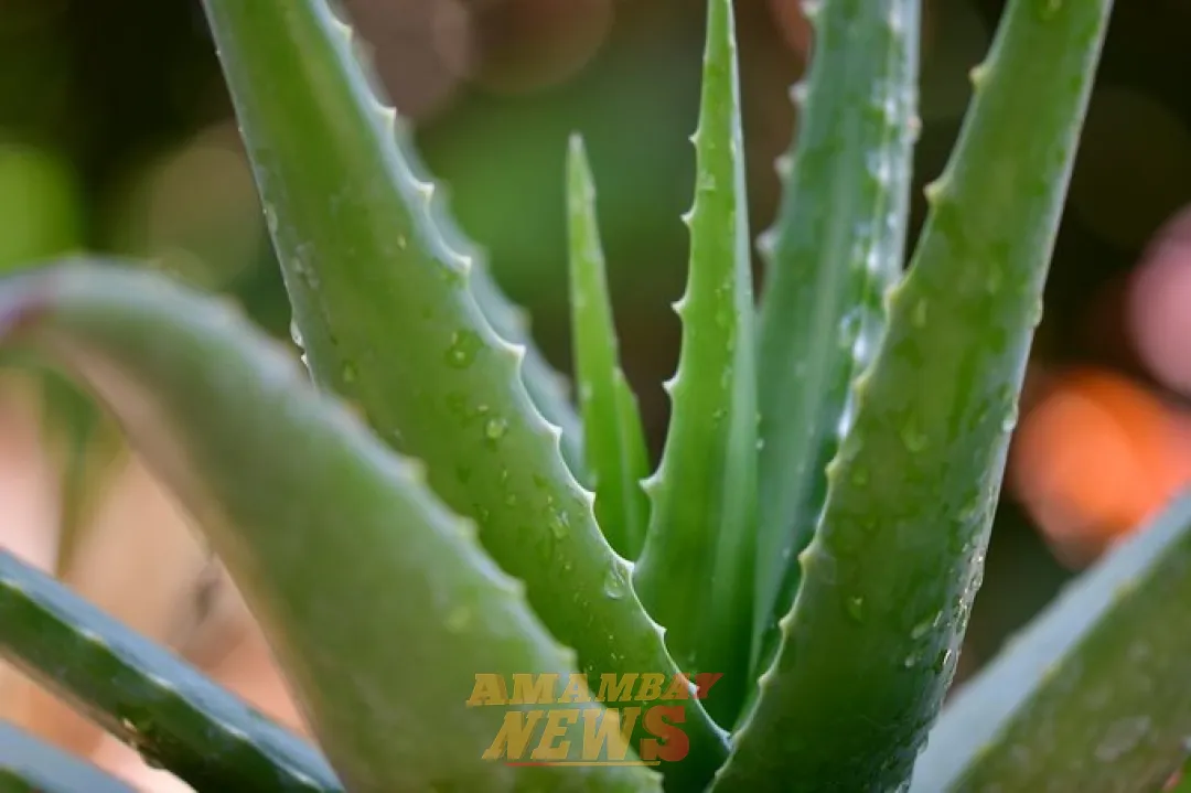 Por estas razones debes tener una planta de aloe vera en casa