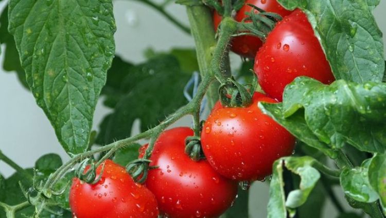 Productores frutihortícolas reportan casi nulos perjuicios por las heladas