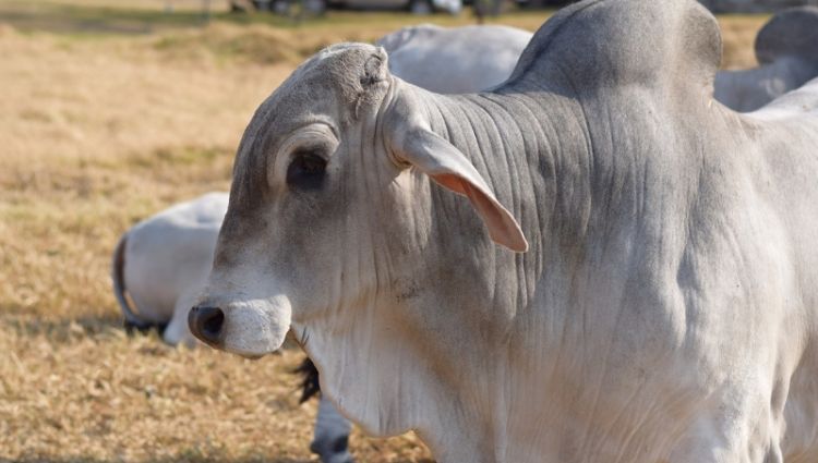 Ganaderos donan animales vacunos a familias afectadas por la pandemia del Covid-19
